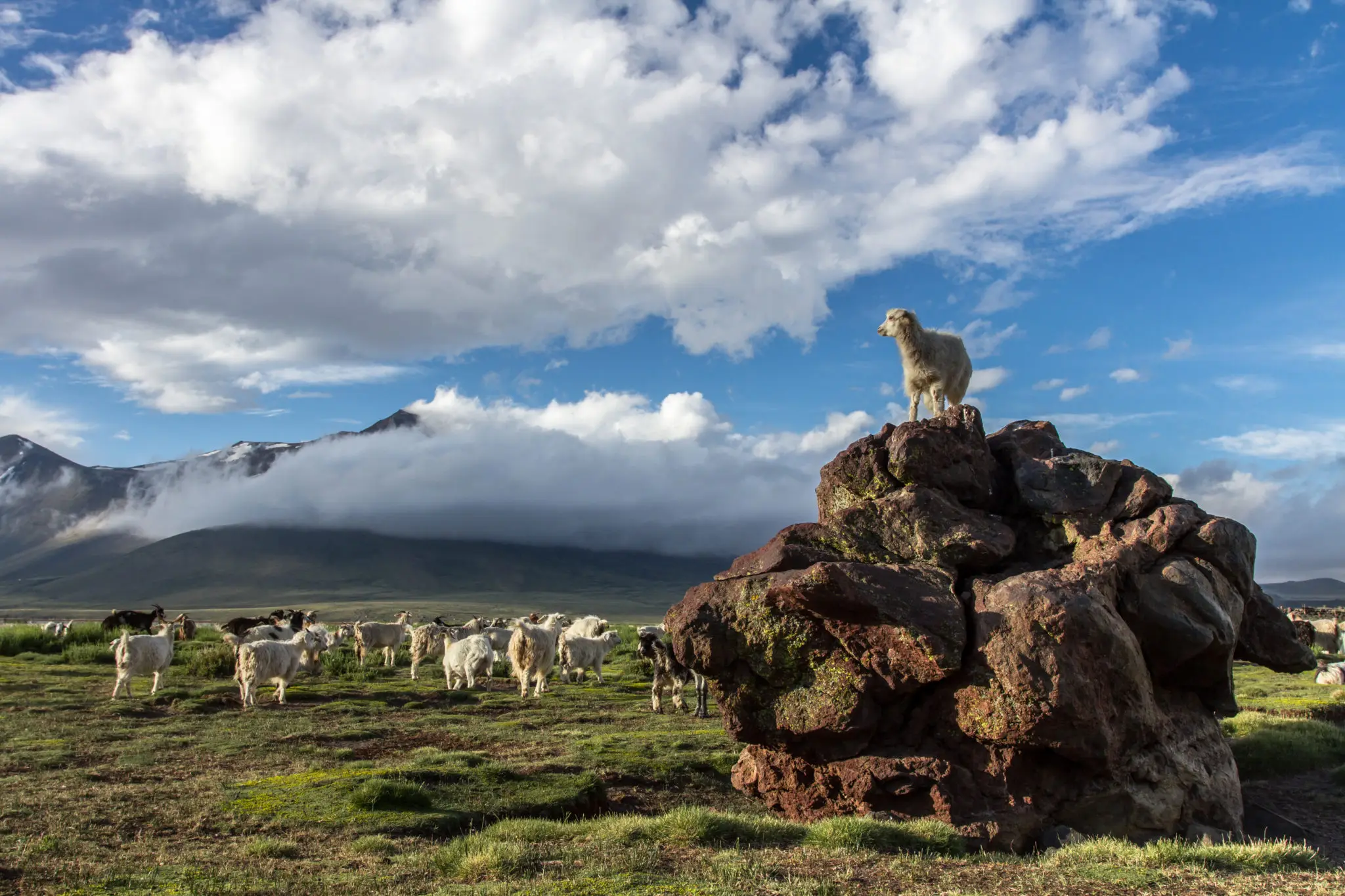 Chivos en el volcán Domuyo durante la trashumancia